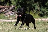 STAFFIE 410